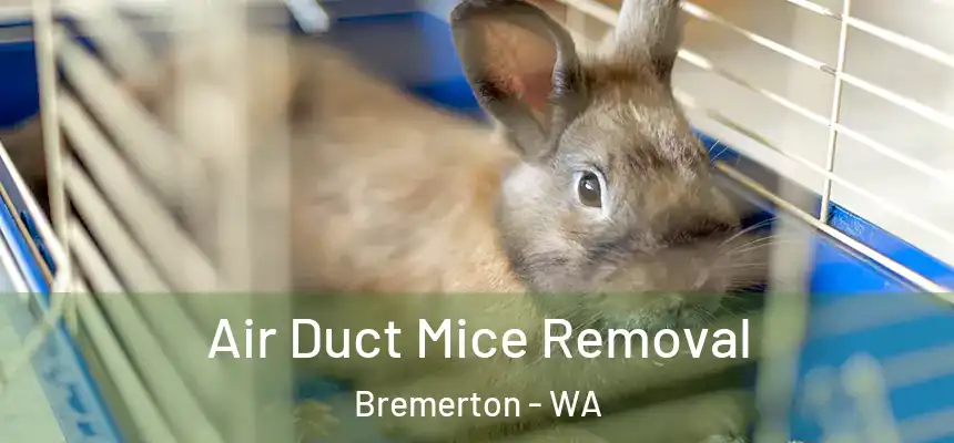  Air Duct Mice Removal Bremerton - WA
